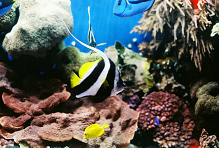 [The fish has vertical black and white stripes except  for the tail end, a dorsal fins, and its pectoral fins which are bright yellow. The main dorsal fin is white and extends as a long filament longer than the body length of the fish.]